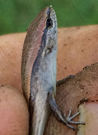 Ground Skink